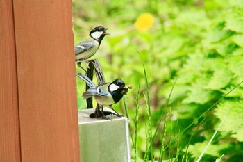 シジュウカラ 河口湖　天上山 2020年5月27日(水)