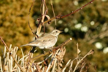 Dusky Thrush 自宅前 Sun, 1/31/2021