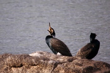 カワウ 河口湖　畳岩 2021年4月1日(木)