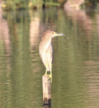 ゴイサギ 湖北野鳥センター 2021年10月3日(日)