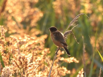 2021年10月3日(日) 広島県福山市の野鳥観察記録