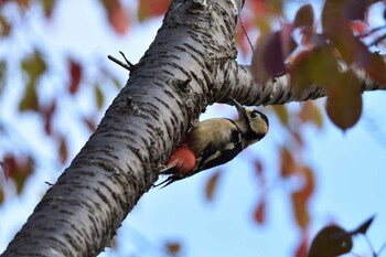 Great Spotted Woodpecker Nishioka Park Sun, 10/3/2021