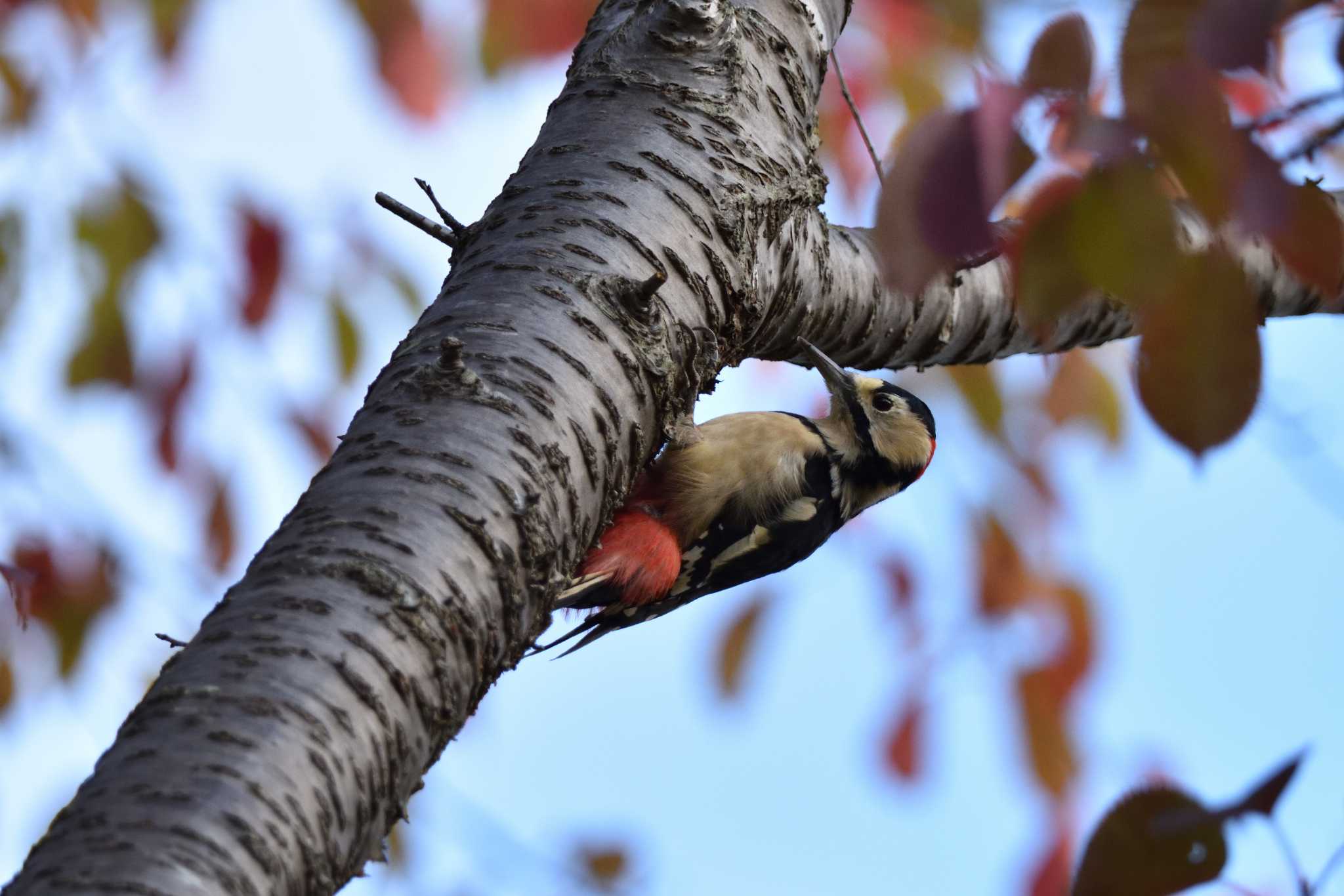Photo of Great Spotted Woodpecker at Nishioka Park by North* Star*