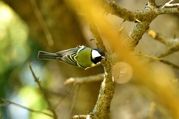 シジュウカラ 西岡公園(西岡水源地) 2021年10月3日(日)