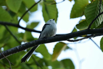 Long-tailed tit(japonicus) Nishioka Park Thu, 9/23/2021