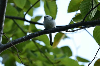 Long-tailed tit(japonicus) Nishioka Park Thu, 9/23/2021