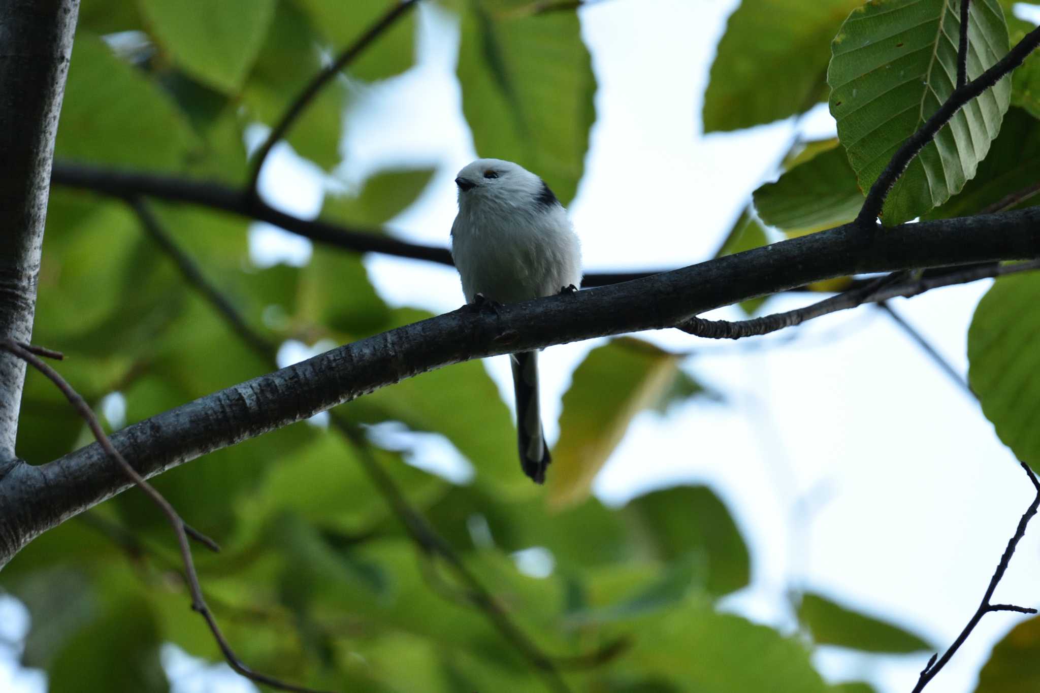 Photo of Long-tailed tit(japonicus) at Nishioka Park by North* Star*