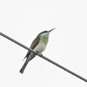 Chestnut-headed Bee-eater Phra Chedi Klang Nam(Rayong) Sun, 10/3/2021