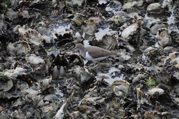 Common Sandpiper Yatsu-higata Fri, 4/21/2017