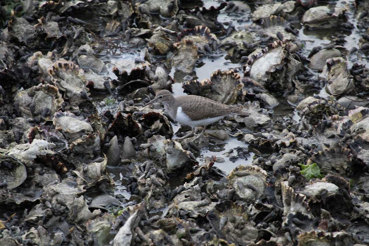 Photo of Common Sandpiper at Yatsu-higata by natoto