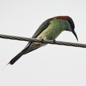 Chestnut-headed Bee-eater Phra Chedi Klang Nam(Rayong) Sun, 10/3/2021