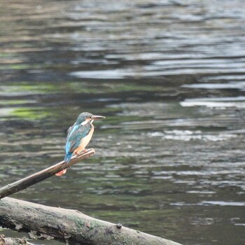 Common Kingfisher Phra Chedi Klang Nam(Rayong) Sun, 10/3/2021