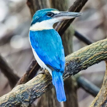 Collared Kingfisher Phra Chedi Klang Nam(Rayong) Sun, 10/3/2021