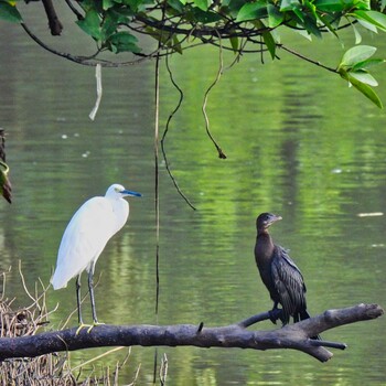 Little Cormorant Phra Chedi Klang Nam(Rayong) Sun, 10/3/2021