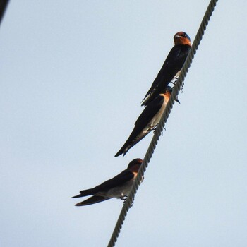 Barn Swallow Phra Chedi Klang Nam(Rayong) Sun, 10/3/2021