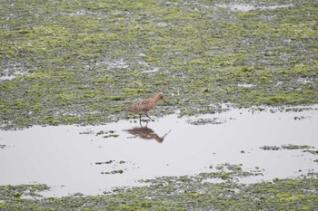 Bar-tailed Godwit Yatsu-higata Fri, 4/21/2017