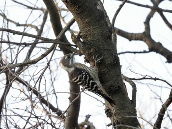 Japanese Pygmy Woodpecker 染井霊園 Sun, 10/3/2021