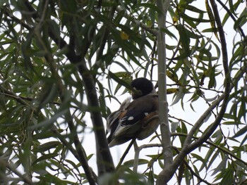 Sun, 10/3/2021 Birding report at 奥林匹克森林公園(北京)