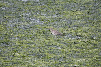 Red-necked Stint Yatsu-higata Fri, 4/21/2017