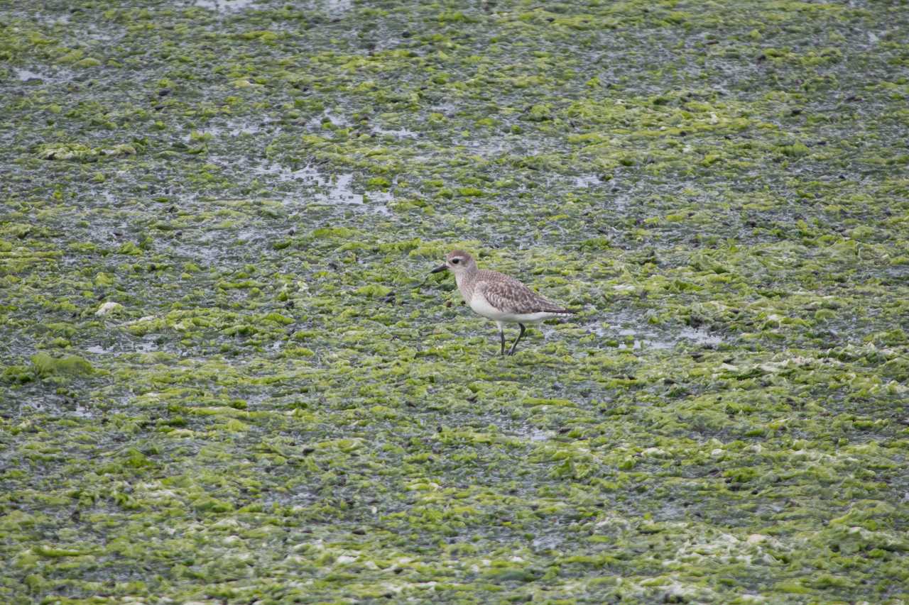 Photo of Red-necked Stint at Yatsu-higata by natoto