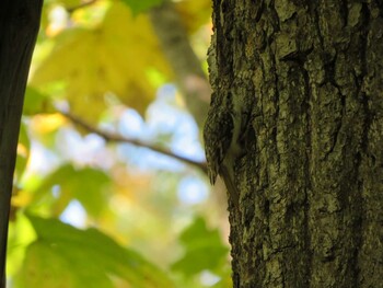 2021年10月3日(日) 西岡公園(西岡水源地)の野鳥観察記録