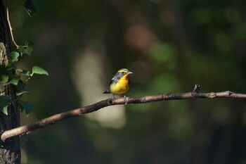 2021年10月3日(日) 権現山(弘法山公園)の野鳥観察記録