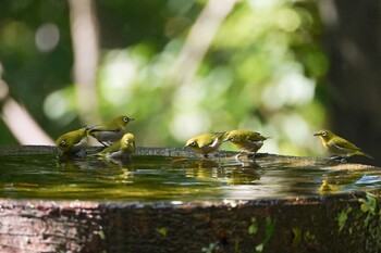 メジロ 権現山(弘法山公園) 2021年10月3日(日)