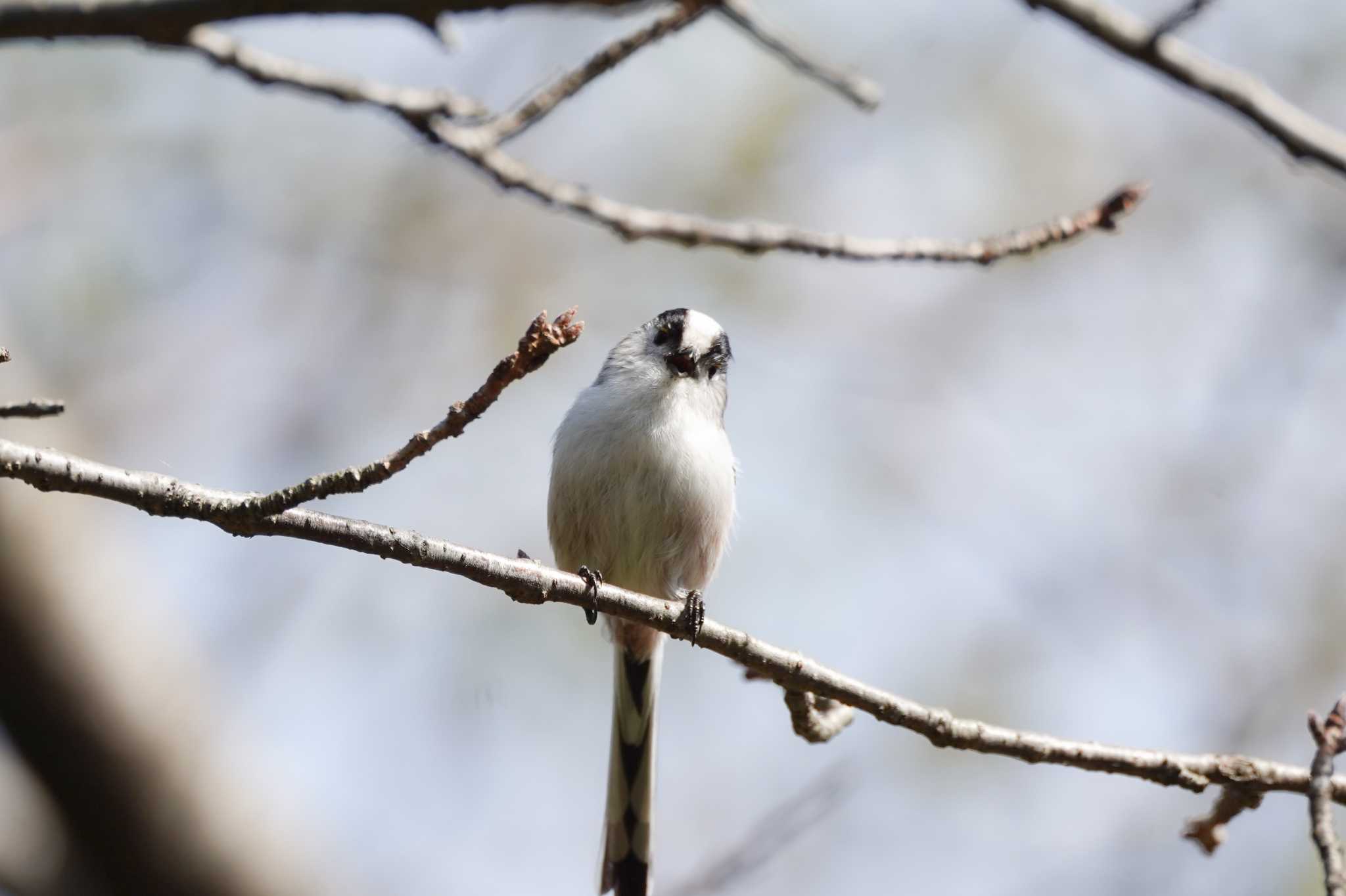 権現山(弘法山公園) エナガの写真