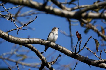 エゾビタキ 権現山(弘法山公園) 2021年10月3日(日)