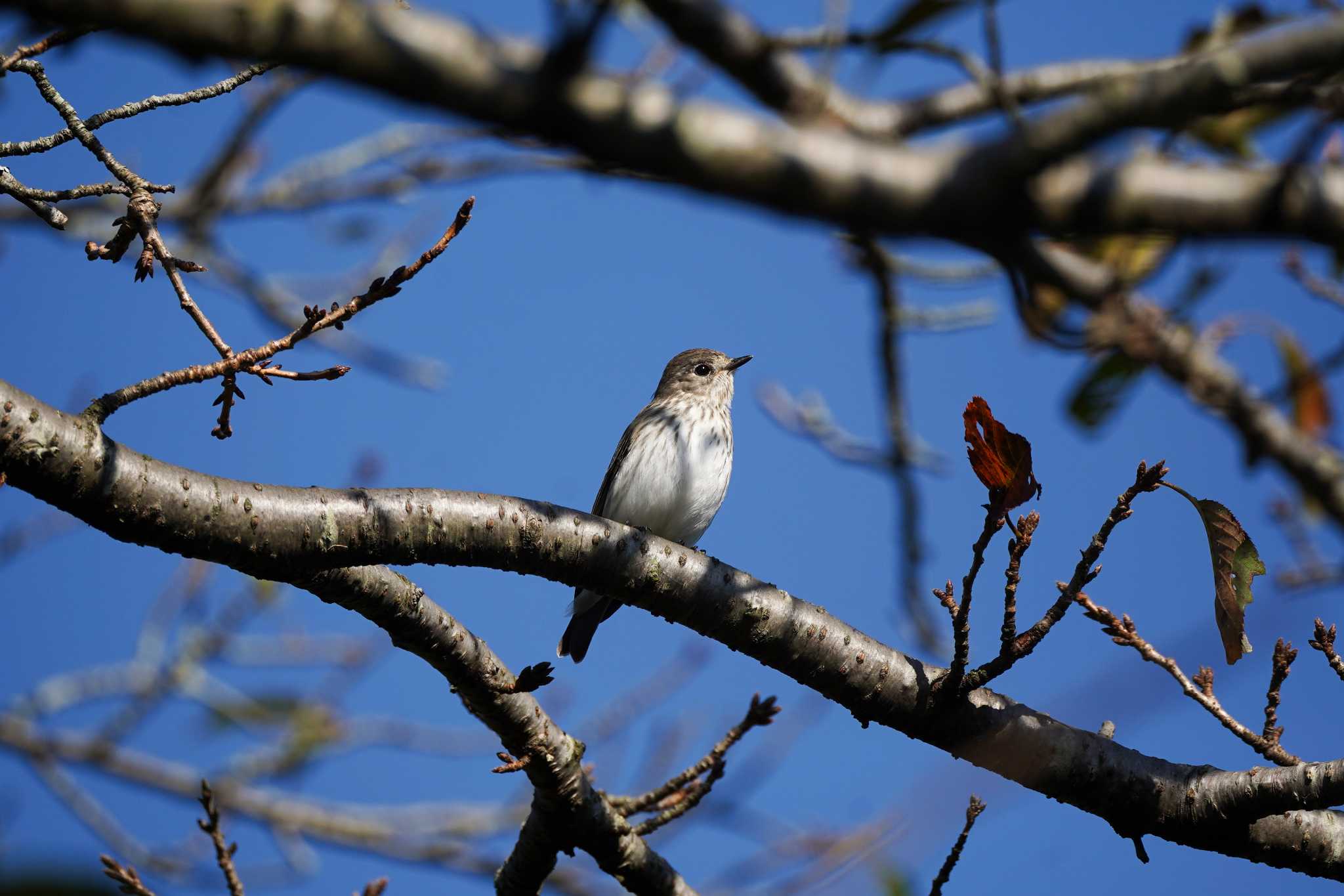 権現山(弘法山公園) エゾビタキの写真