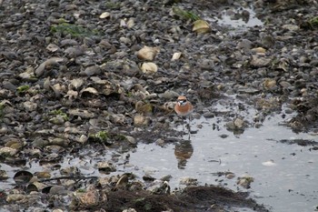 Siberian Sand Plover Yatsu-higata Fri, 4/21/2017