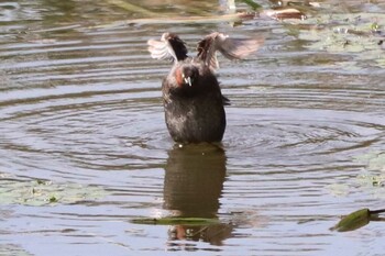 カイツブリ 境川遊水地公園 2021年10月3日(日)