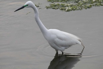 Great Egret Yatsu-higata Fri, 4/21/2017