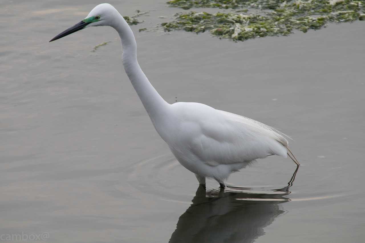 Photo of Great Egret at Yatsu-higata by natoto