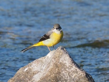 Grey Wagtail 武庫川 Sat, 10/2/2021