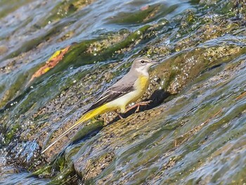 Grey Wagtail 武庫川 Sat, 10/2/2021