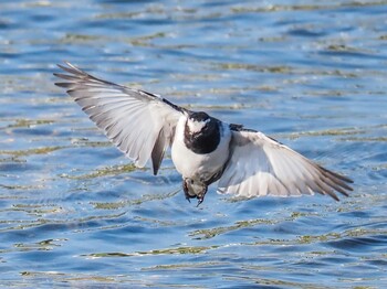 Japanese Wagtail 武庫川 Sat, 10/2/2021