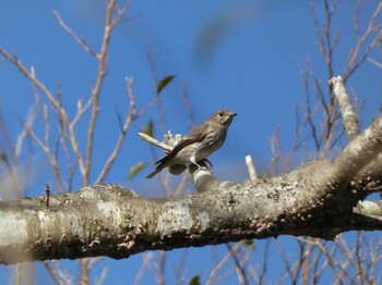 2021年10月3日(日) 十里木高原の野鳥観察記録