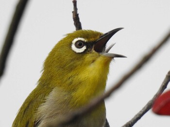 Warbling White-eye 東之宮古墳 Thu, 4/8/2021