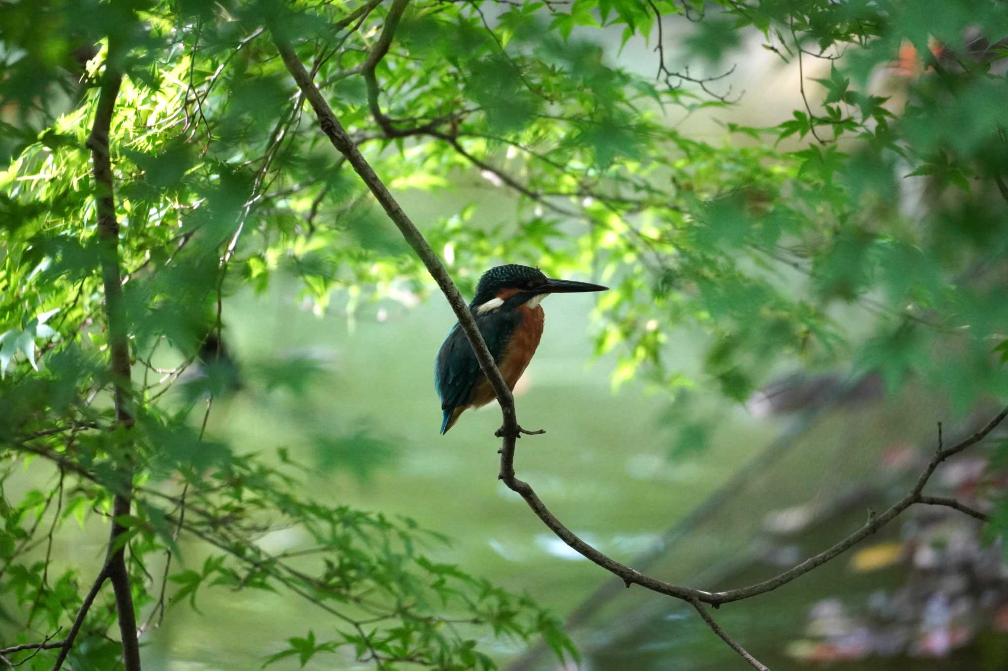 薬師池公園 カワセミの写真