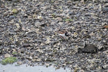 Ruddy Turnstone Yatsu-higata Fri, 4/21/2017