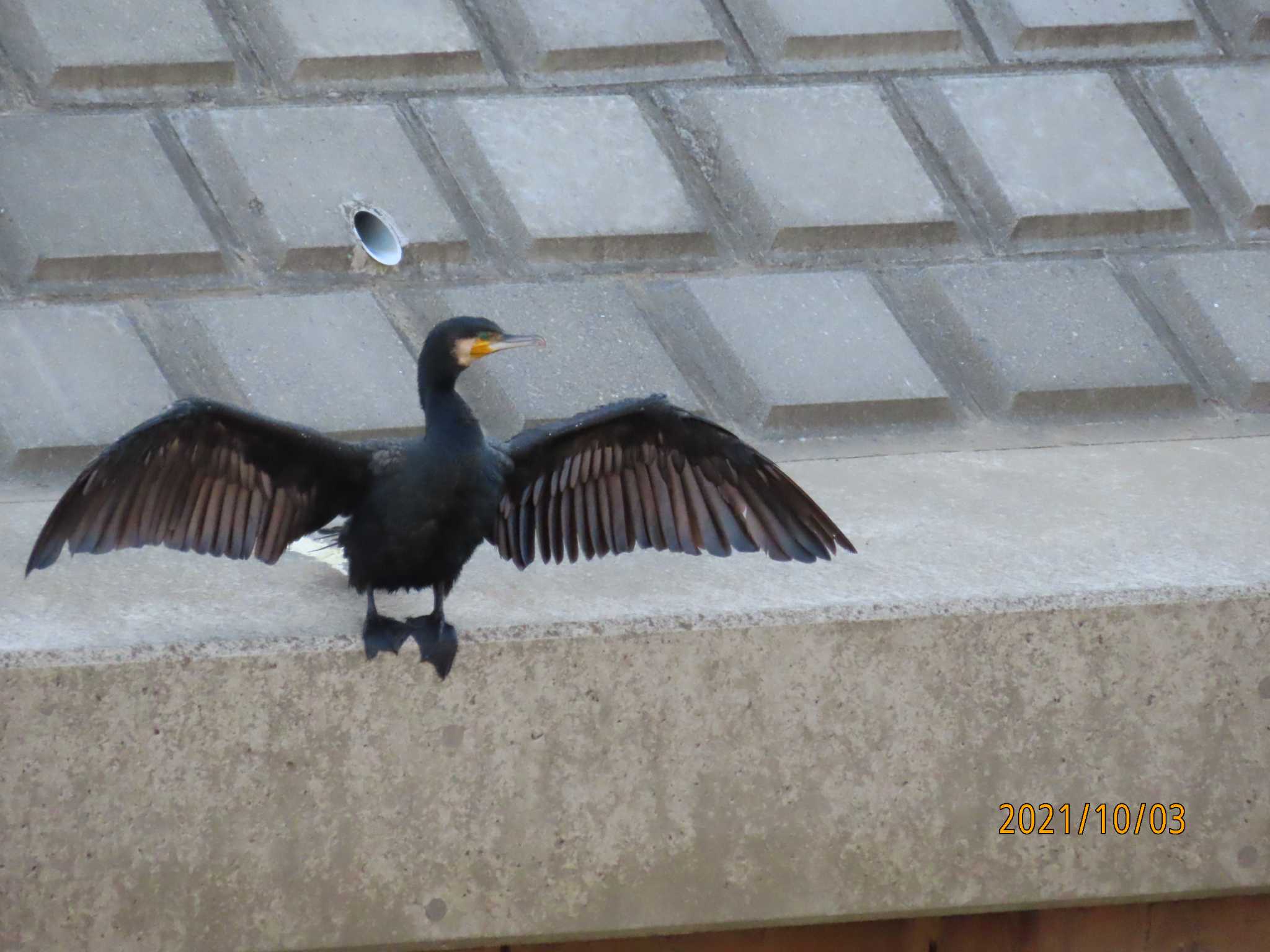 境川 カワウの写真