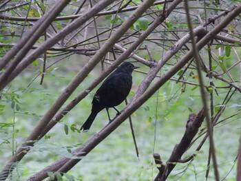 Chinese Blackbird 奥林匹克森林公園(北京) Sun, 10/3/2021