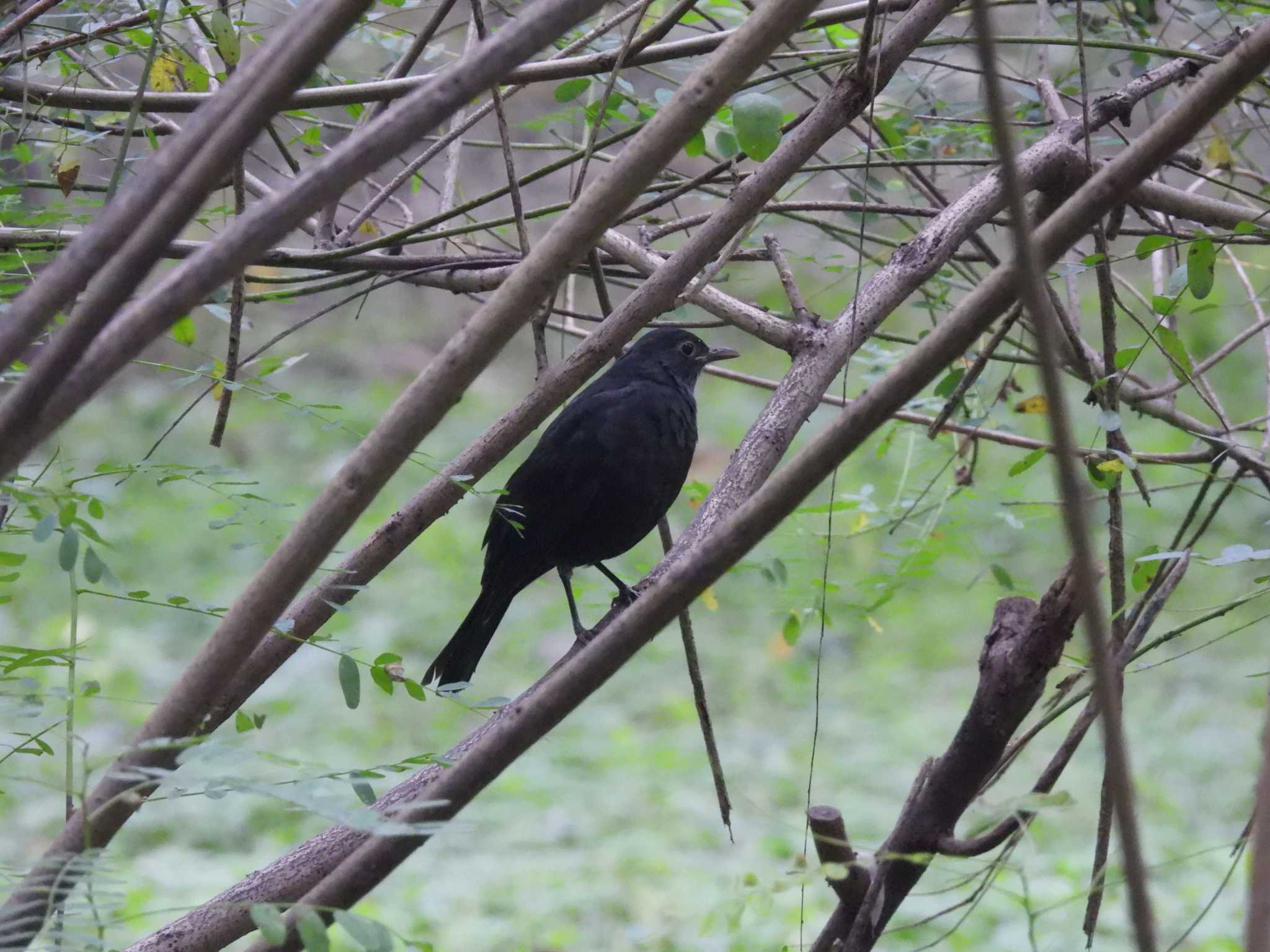 Chinese Blackbird