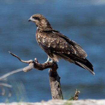 Black Kite はまなすの丘公園(石狩市) Mon, 8/30/2021