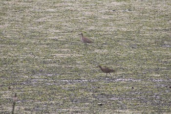 Eurasian Whimbrel Yatsu-higata Fri, 4/21/2017