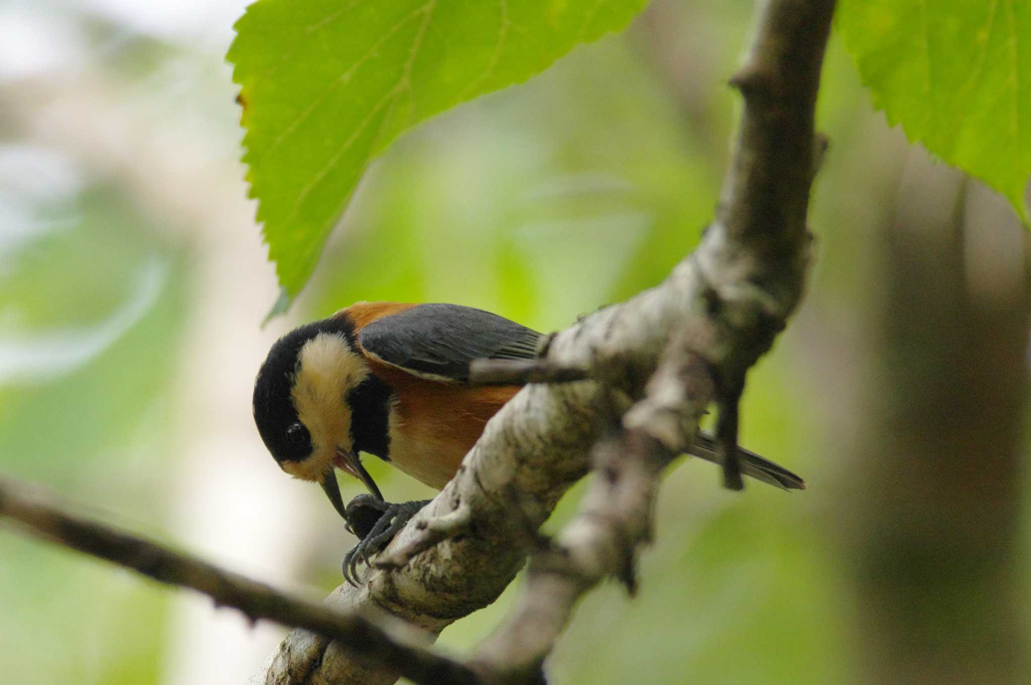 Photo of Varied Tit at おかざき自然体験の森 by KERON