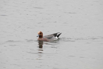 Eurasian Wigeon Yatsu-higata Fri, 4/21/2017