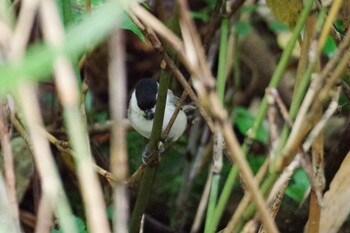 2021年10月3日(日) 宮城沢林道(札幌市西区)の野鳥観察記録