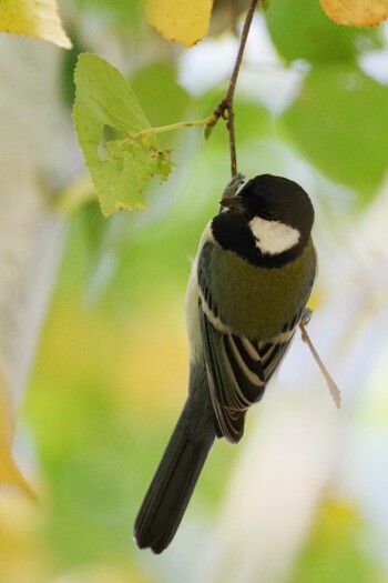 2021年10月3日(日) 福井緑地(札幌市西区)の野鳥観察記録